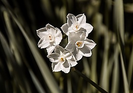 jonquils,鲜花,白