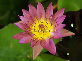 荷花,粉紫,臺北花市