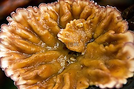 菌類,棕色,白
