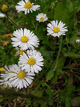 洋甘菊,花卉,性質(zhì)