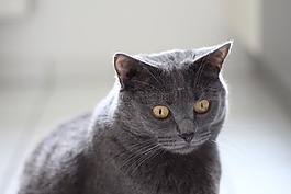 交易所chartreux,貓,動物