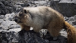 鼫,加拿大,動物