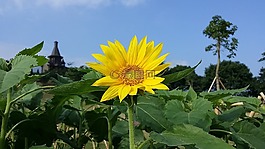 向日葵,藍(lán)天,中國