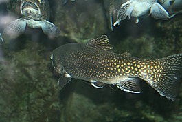 特劳特,鱼,水族馆