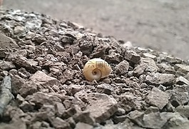 侵蝕,蝸牛,干旱