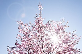 春天,櫻花,日本櫻花樹