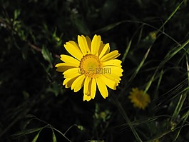 花,黃,花瓣