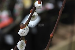 沙柳,羊柳,冬季花園