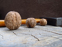 核桃,螺母,種子