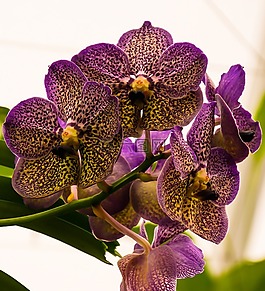 蘭花,開花,花