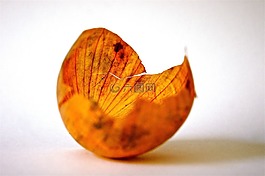 洋蔥,蔬菜,皮膚