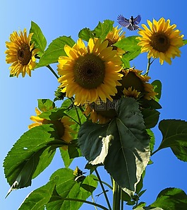 太陽花,開花,花