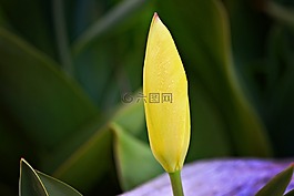 郁金香,花,黃色