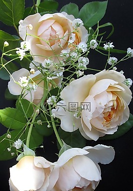 花,玫瑰,自然