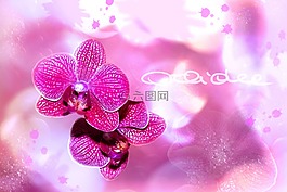 蘭花,花,開花