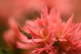 模糊,花,粉紅色