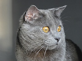 交易所chartreux,貓,動物