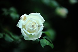 玫瑰,鮮花,白色