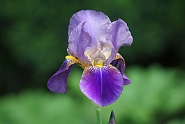 鳶尾花,鮮花,花園