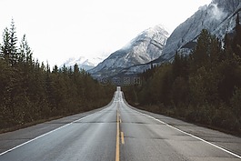 路,路徑,樹