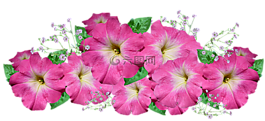 矮牽牛,粉紅色,花