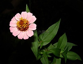 自然,花,植物區(qū)系