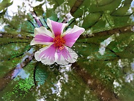 花,粉紅色,黃色