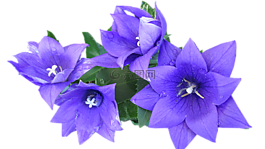藍(lán)色,花,切