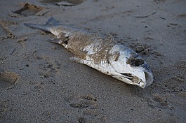 魚(yú),海灘,釣魚(yú)