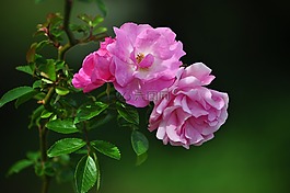 玫瑰,鮮花,粉紅色