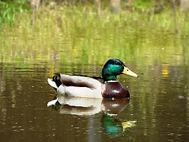 鴨,鳥,小鴨