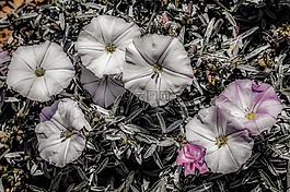 野花,白,花