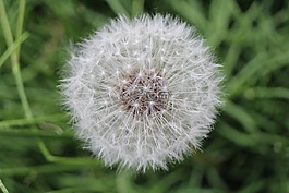 蒲公英,毛茛,常見kuhblume