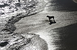 狗,海灘,海