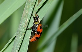 昆蟲,甲蟲,瓢蟲