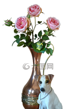 狗,與,玫瑰
