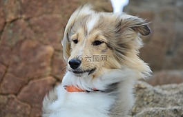 狗,小狗,設得蘭群島牧羊頭