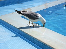 海鷗,鳥,水