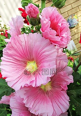 粉紅色,蜀葵,花