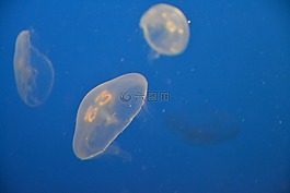 海,外殼,海鮮