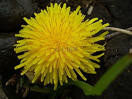 蒲公英,黃色花,野生動植物群