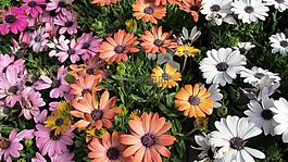 太陽(yáng),雛菊,混合