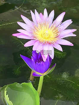 水百合,開(kāi)花,自然