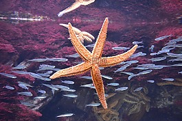 海,外殼,海鮮