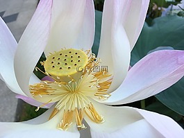 莲花,黄色,粉红色