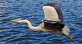 蒼鷺,鳥,飛行