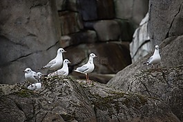 海鷗,海鳥類,動物