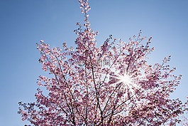 春天,櫻花,日本櫻花樹