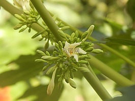 花,奶油,木瓜