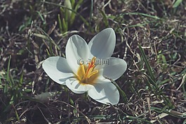 花,春天,白